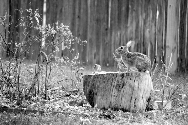 Bunny on a Stump