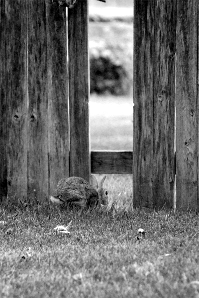 The Bunnies Like Our Old Fence