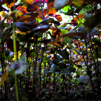 Under the Ground Cover