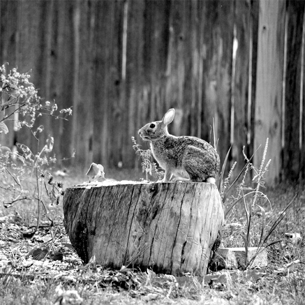 Bunny on a Stump (Edited)