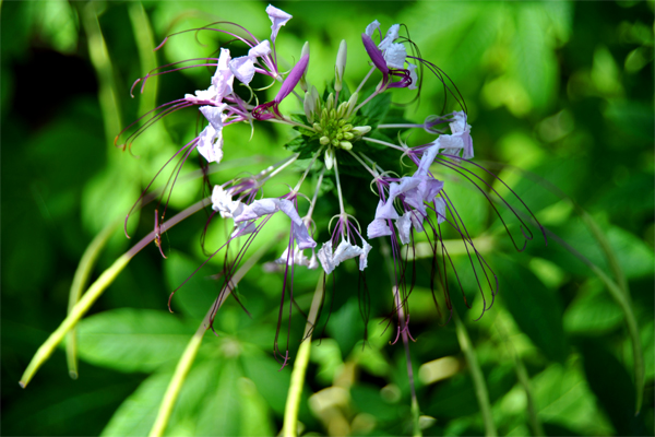 Purple Streamers