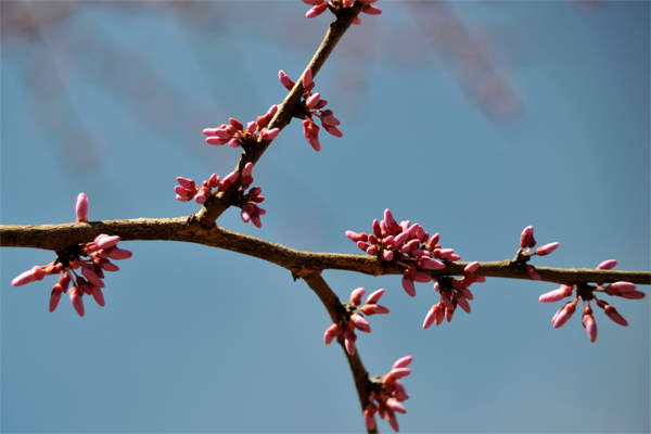 Redbud (No, really)