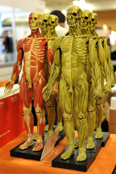 The Naked Zombie Hordes of anatomytools.com