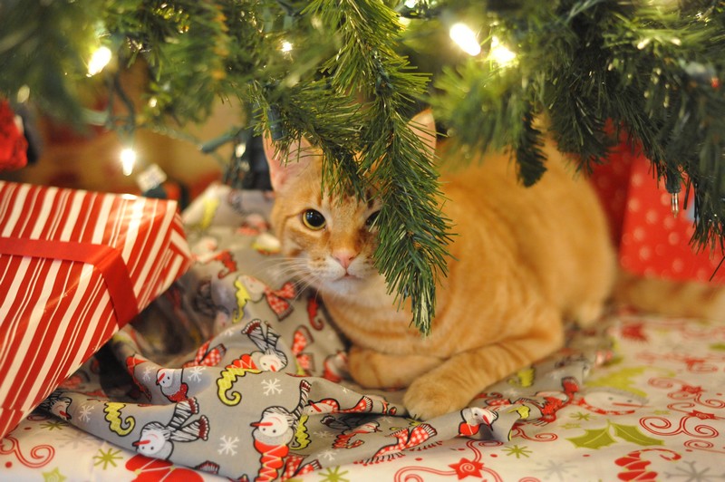 George Under the Tree