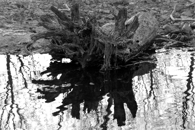 Stump in Water