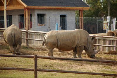 Rhino Butts are Huge