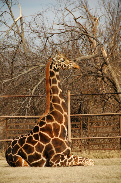 Grand Giraffe