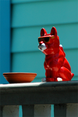 Red Cat, with Bowl