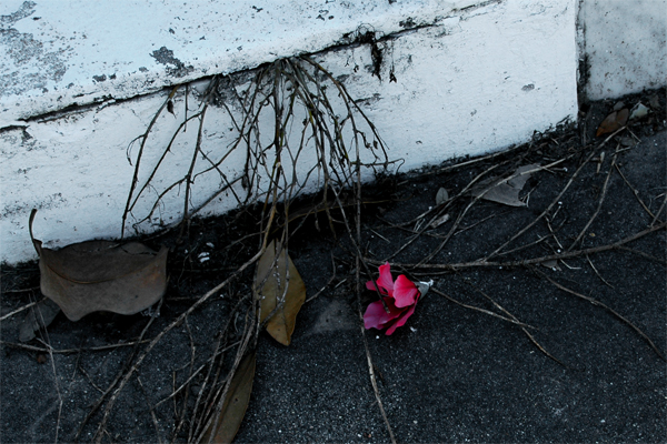 Death of an Artificial Rose