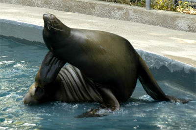 Why seals have back flippers