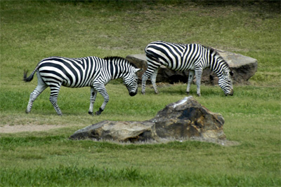 Zebras graze