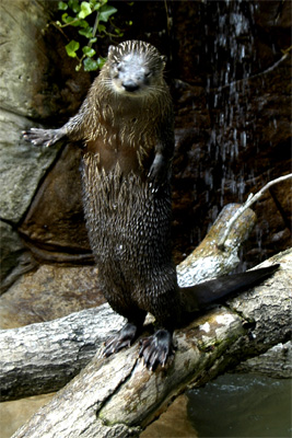 The otter takes his bow