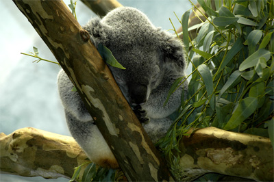 The koala, meal over for the day, sleeps