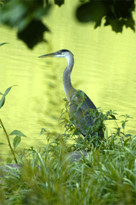 Eye of the heron