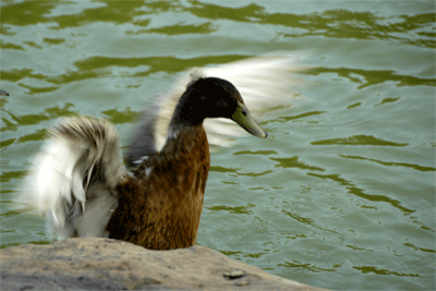 Duck in motion