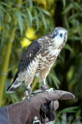 Red Tail Hawk