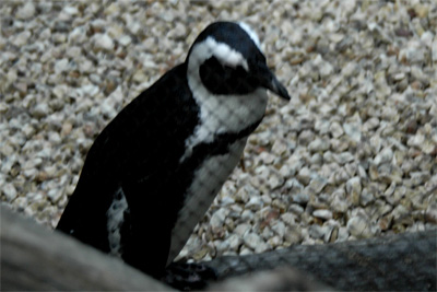 Penguin