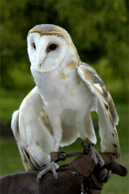 Barn owl