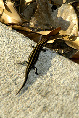 A lizard ran across the sidewalk, but posed for a picture before scampering off