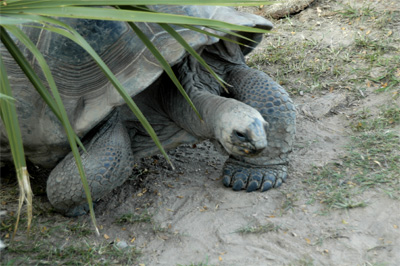 Aldabra Tortoise