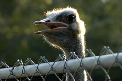 Ostrich