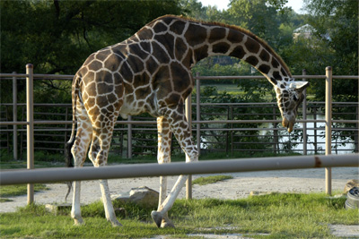 Giraffe