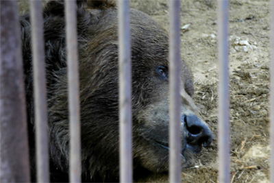 Brown Bear behind bars