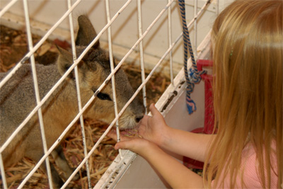 Serene feeds a patagonian caby