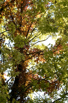 Virginia creeper, turning before the tree leaves