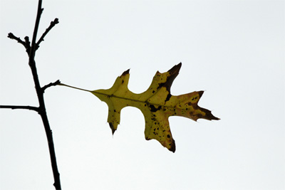 A lonelyleaf