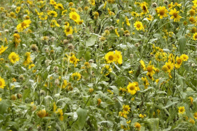 Flowers. Yellow flowers.