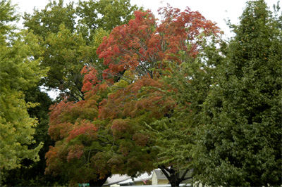 A neighbor's non-native (and hence colorful) tree