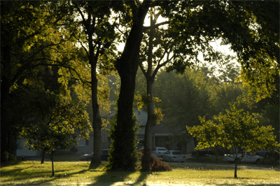 Trees in the sun