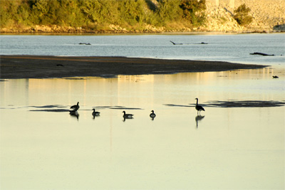 Ducks before their coffee