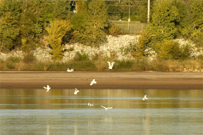 Birds arguing about where to go for breakfast