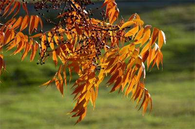 I like leaves in autum