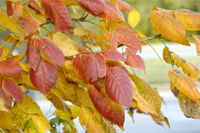 More autumnal color