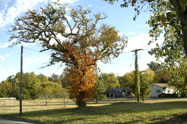 Power trees