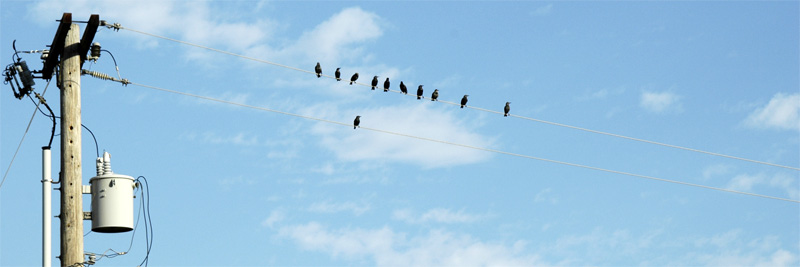 Birds on a wire