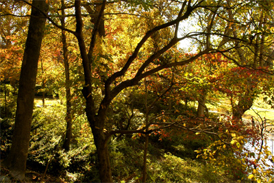 Under the boughs