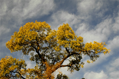 Riverside Sky