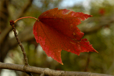 Leaf