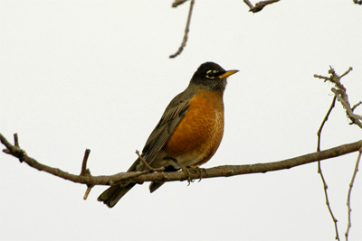 Robin at Rest