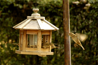 A neighbor's birdfeeder