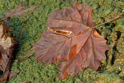 Soggy Leaf