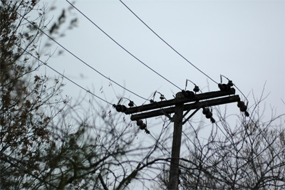 Wires without birds