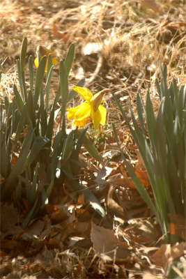 A lily blooms (a bit early) outside my window