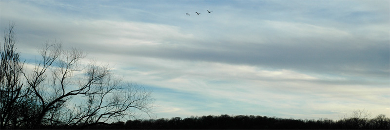 Birds Flying