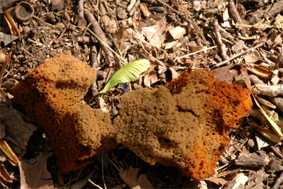 Uh...I think it's a Sponge, with an Oak 'helicopter' seed