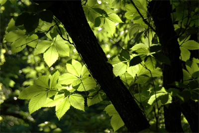 Backlit Leaves